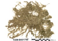 藏品(小葉泥炭苔)的圖片